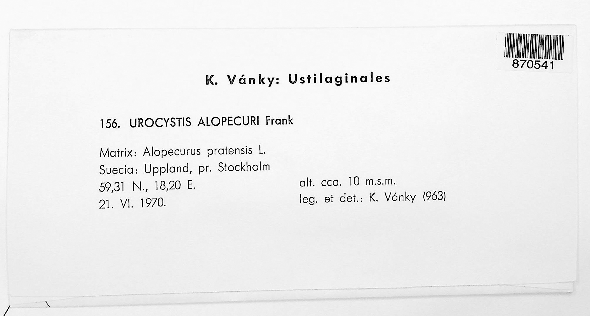 Urocystis alopecuri thumbnail